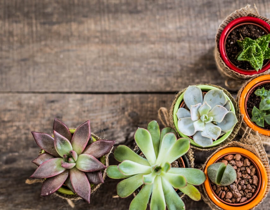 Kako pravilno gajiti i održavati kaktuse